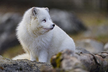 Arctic Fox, animal, nature, fox, arctic HD wallpaper