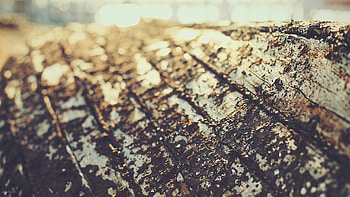 Macro, Wood, Tree, Surface, Bark HD wallpaper