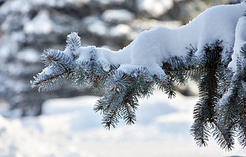 Plants, Snow, Fir-Trees HD wallpaper
