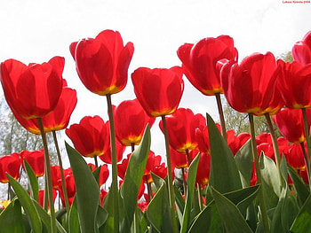 flowers, blue, tulip, rose, earth, flower, white, color, garden, grass, lily, life, box, daisy, green, carnation, red HD wallpaper