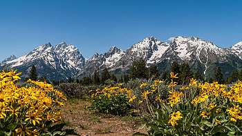 Grand Teton Arrow Leaf Balsamroot, wildflowers, blossoms, landscape, mountains, wyoming, usa HD wallpaper