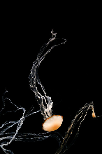 Animals, Jellyfish, Brown, Tentacles, Creatures, Under Water, Underwater HD phone wallpaper