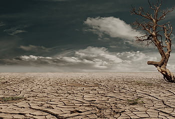 A solitary tree stands against a cracked, arid landscape under a cloudy sky, illustrating drought and desertification. HD wallpaper
