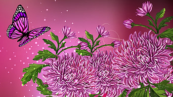 Dahlias in PinkPurple, fall, Firefox Persona theme, summer, purple, pink, butterfly, bright, dahlias, autumn, flowers HD wallpaper
