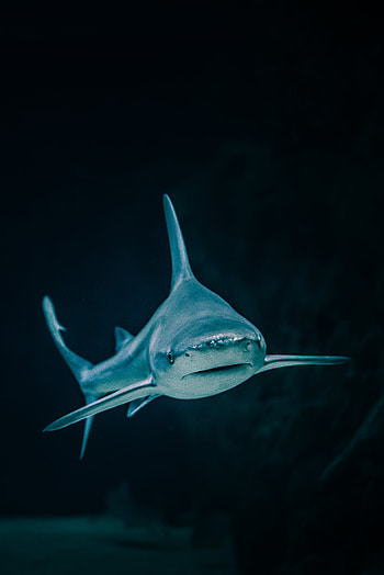 Animals, Fish, Predatory, Shark, Oceanarium HD phone wallpaper