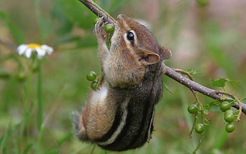 Animals, Berries, Branch, Chipmunk HD wallpaper