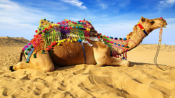Desert repose, Sandy landscapes, Imac , Camel ry HD wallpaper
