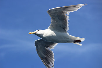 White seagull, bird, flight HD wallpaper