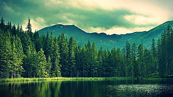 Pine forest, Woods of tranquility, Lush greenery, Nature's sanctuary HD wallpaper