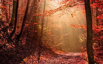 Autumn forest, Nature, Autumn, Forest, Red HD wallpaper