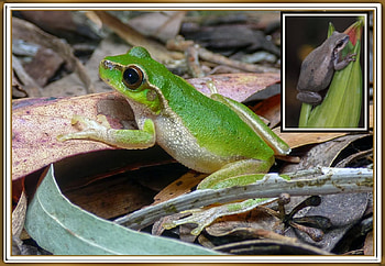 FROG COLLAGE, NATURE, FROG, COLLAGE HD wallpaper