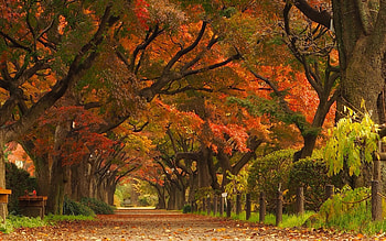 Japan landscape, Maple leaves, Nature's park, Scenic road HD wallpaper