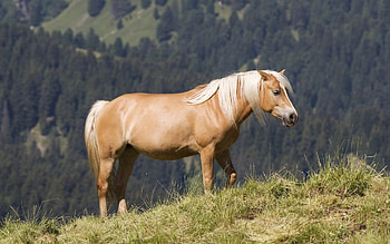 Horse, animal, grass, run HD wallpaper