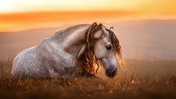 White Horse Is Standing In Silhouette Background Horse HD wallpaper