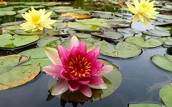 Plants, Flowers, Water, Water Lilies HD wallpaper