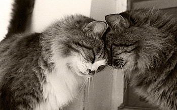 Animals, Cats, Fluffy, Couple, Pair, Bw, Chb, Playful, Care, Tenderness HD wallpaper