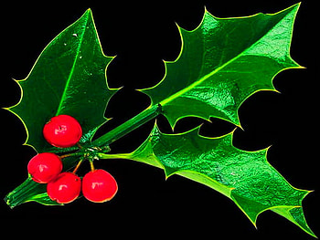 Holly, decorative, north, christmas, green, red, berries HD wallpaper