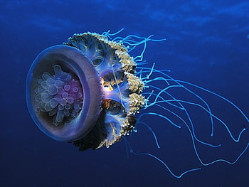 BLUE JELLYFISH, blue, tentacles, sealife, jellyfish, underwater, dangerous HD wallpaper