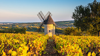 Windmill in Vineyard, France, vineyard, man made, windmill HD wallpaper