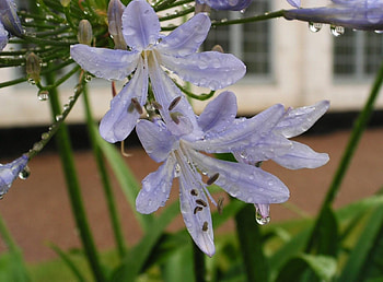 Flowers, Drops, Flower, Close-Up, Flower Bed, Flowerbed, Freshness, Agapanthus HD wallpaper