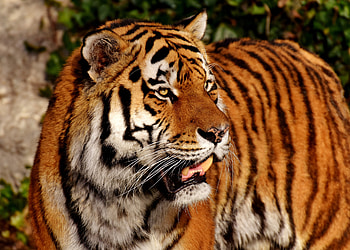 Tiger, predator, zoo, animal HD wallpaper