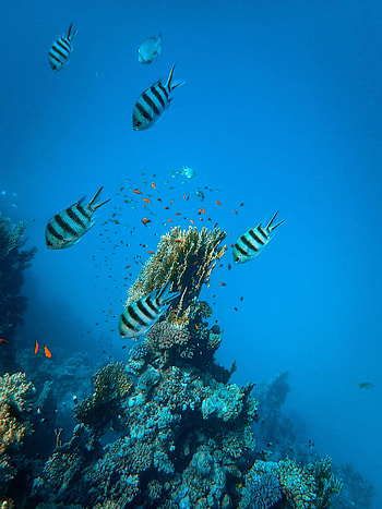 Animals, Fishes, Coral, Aquarium, Seaweed, Algae HD phone wallpaper