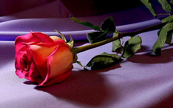 Plants, Flowers, Roses HD wallpaper