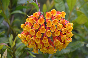 Nature, Flower, Plant, Flora HD wallpaper