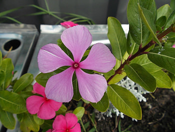 PRETTY VINKA FLOWER, FLOWER, PRETTY, PINK HD wallpaper