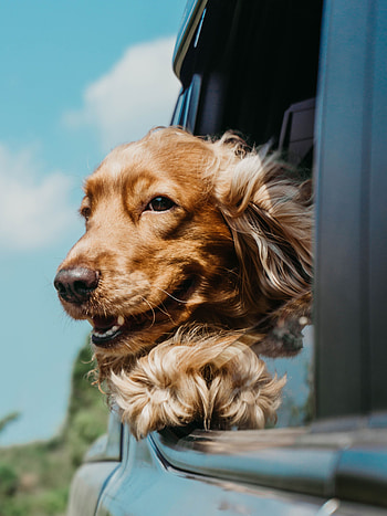 Animals, Dog, Brown, Pet, Cocker Spaniel HD phone wallpaper