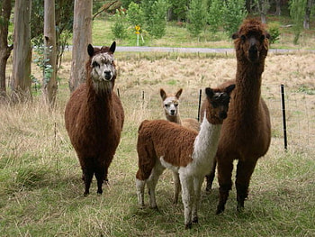 CURIOUS ALPACAS, alpacas, looking, family, curious HD wallpaper