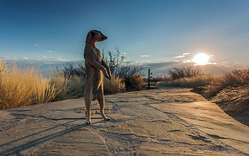 Animals, Nature, Meerkat, Surikat, Africa HD wallpaper