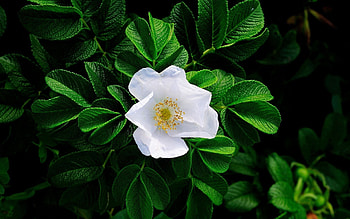 Flowers, Leaves, Briar, Bloom, Flowering, Greens HD wallpaper