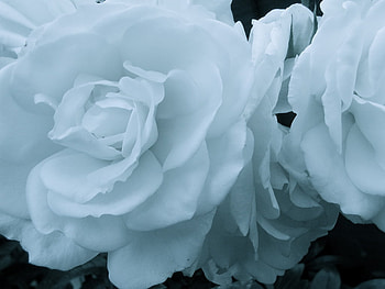 White Iceberg Roses, rose, white, iceberg, floribunda HD wallpaper