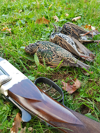 Hunting, gun, shotgun, grass, bird, animal HD phone wallpaper
