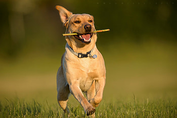 Joyful, Labrador Retriever HD wallpaper