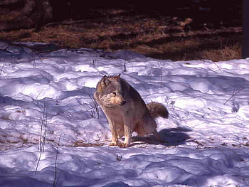 Wolf in Winter, beautiful, in winter, wolf HD wallpaper