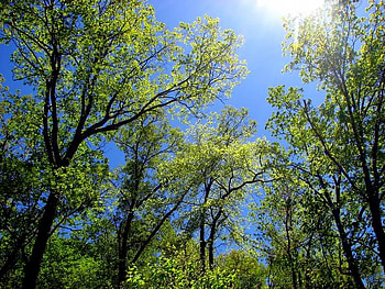 Standing Tall, sky, leaves, sun, tree HD wallpaper