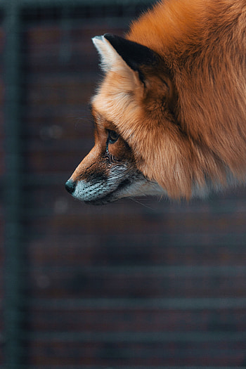 Animals, Fox, Fluffy, Muzzle, Wildlife, Beast HD phone wallpaper
