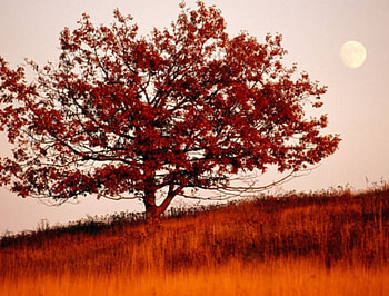 sunset view, read tree, white moon HD wallpaper