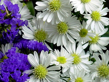 Flowers, white HD wallpaper