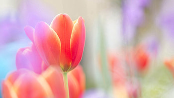 Flower, Plant, Macro, Petals, Tulip HD wallpaper