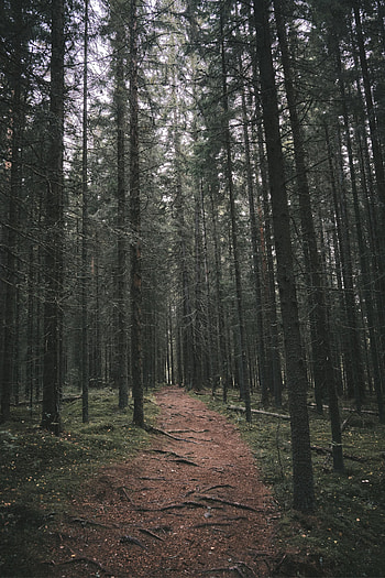 Nature, Trees, Forest, Path, Dahl, Distance HD phone wallpaper
