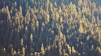 Natural beauty, Serene landscapes, Forest wonder, Tranquil scenery HD wallpaper