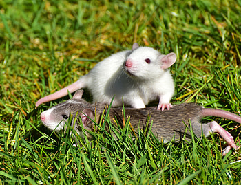 Animals, Grass, Couple, Pair, Stroll, Rats HD wallpaper