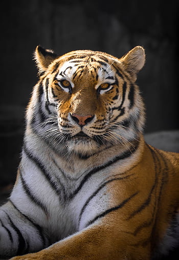A stunning portrait of a Bengal tiger showcasing its majestic stripes and fierce gaze. HD phone wallpaper