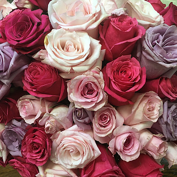 Roses, bouquet, flowers HD phone wallpaper