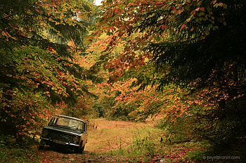 Old car, graphy, fall, bulgaria, autumn, forest HD wallpaper