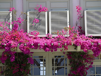 pink flowers, pink, nature, flowers, trellis HD wallpaper