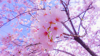 Pink flowers, pink, pretty, nature, flowers, spring HD wallpaper